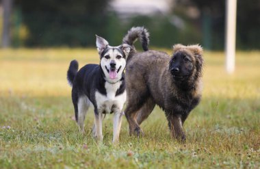 Köpek çimenlerde koşuyor.