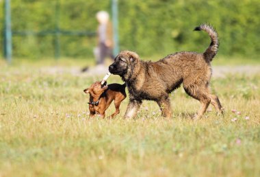 Grup köpek çim üzerinde oynuyor