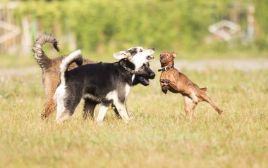 Grup köpek çim üzerinde oynuyor