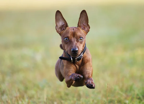 Cão Correndo Grama — Fotografia de Stock