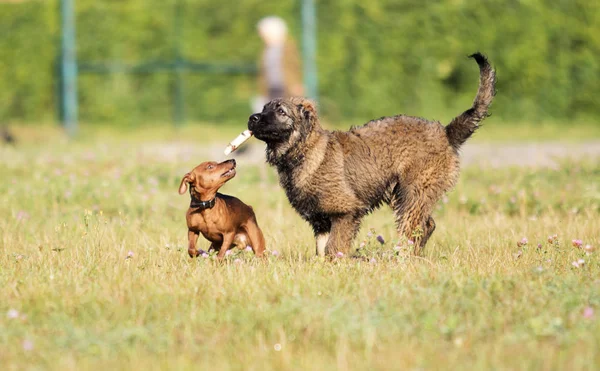 Группа Собак Играют Траве — стоковое фото