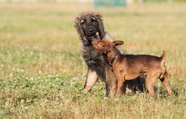 iki köpek parkta bir tahta sopa ile oynanır