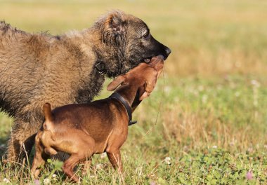 iki köpek parkta bir tahta sopa ile oynanır
