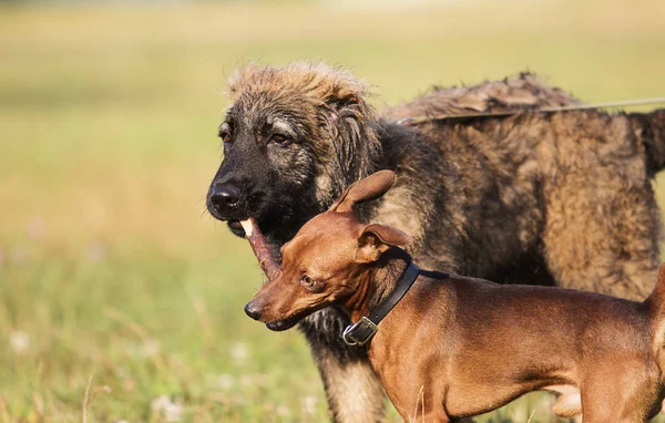 Dos Perros Juegan Con Palo Madera Parque —  Fotos de Stock