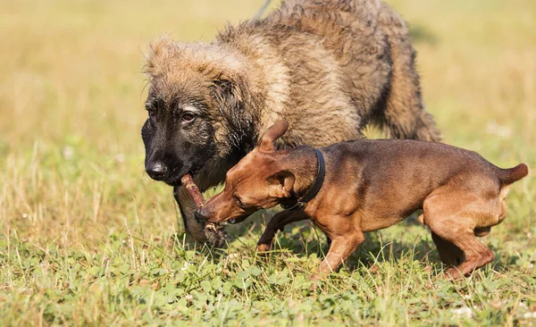 iki köpek parkta bir tahta sopa ile oynanır