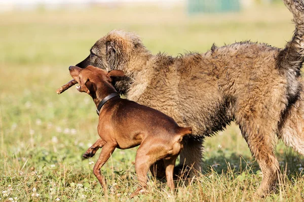 Dos Perros Juegan Con Palo Madera Parque —  Fotos de Stock