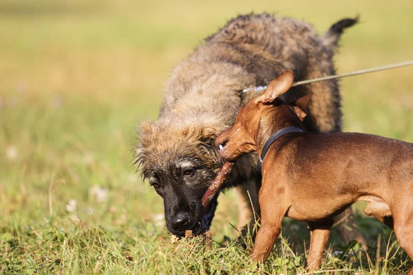iki köpek parkta bir tahta sopa ile oynanır