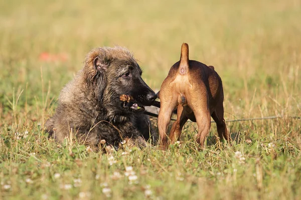 Dos Perros Juegan Con Palo Madera Parque —  Fotos de Stock