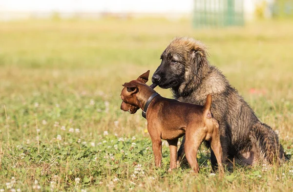 iki köpek parkta bir tahta sopa ile oynanır