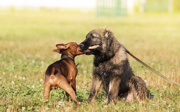 Két Kutya Játszott Egy Bottal Parkban — Stock Fotó