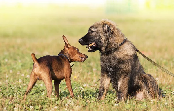 iki köpek parkta bir tahta sopa ile oynanır