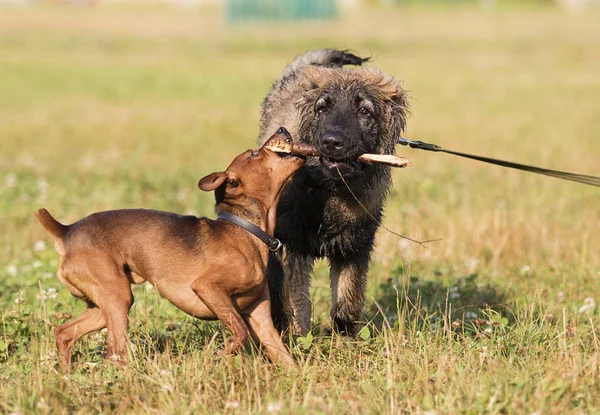 Две Собаки Играют Деревянной Палкой Парке — стоковое фото