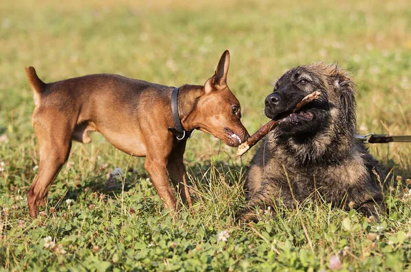 iki köpek parkta bir tahta sopa ile oynanır