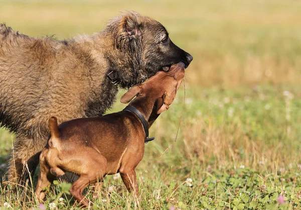 iki köpek parkta bir tahta sopa ile oynanır