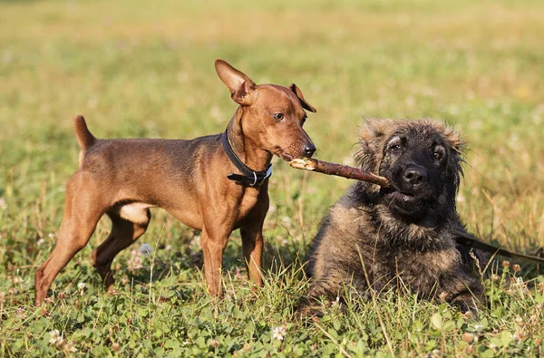 iki köpek parkta bir tahta sopa ile oynanır