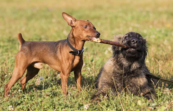 iki köpek parkta bir tahta sopa ile oynanır