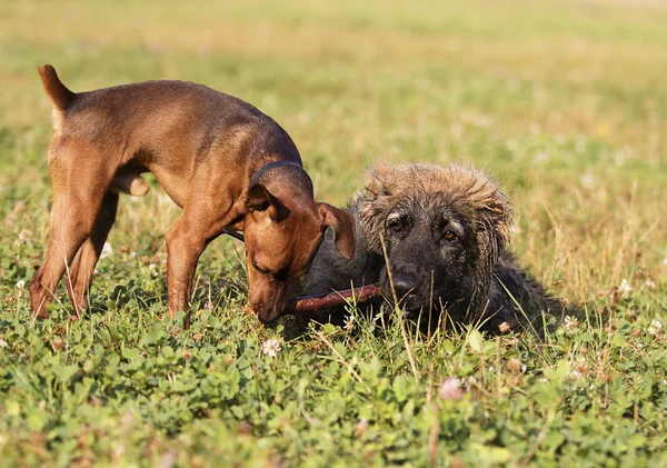 Dos Perros Juegan Con Palo Madera Parque —  Fotos de Stock