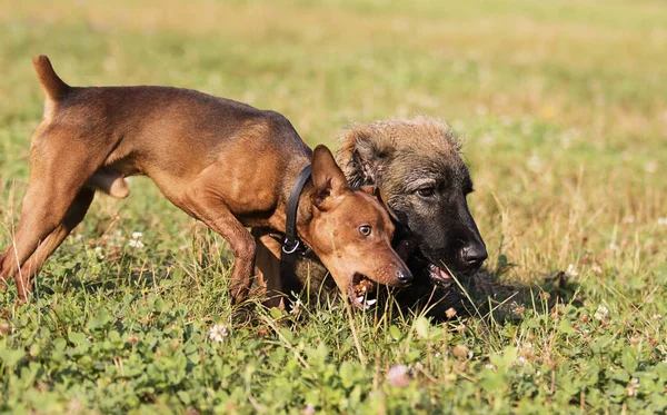 Dos Perros Juegan Con Palo Madera Parque —  Fotos de Stock