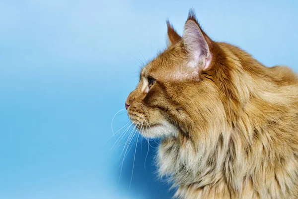 Cat Maine Coon Portrait Profile — Stock Photo, Image