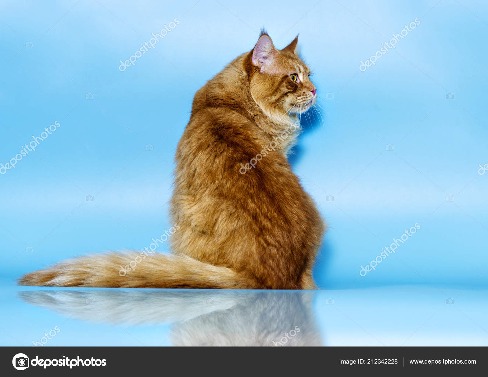 Chat Maine Coon Portrait Profil Image Libre De Droit Par Gurinaleksandr C Chat Maine Coon Portrait Profil Image Libre De Droit Par Gurinaleksandr C