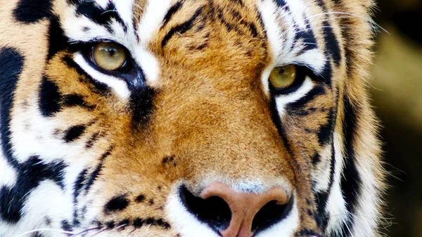 Tigris Arcát Közelről — Stock Fotó