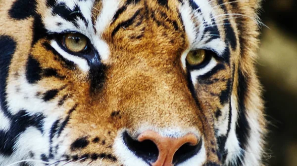 Tigris Arcát Közelről — Stock Fotó
