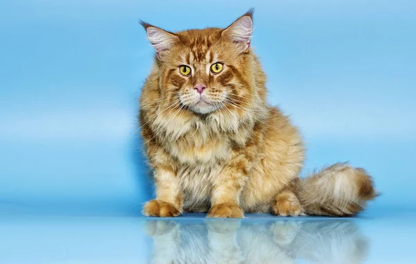 Maine Coon Cat Blue Background — Stock Photo, Image