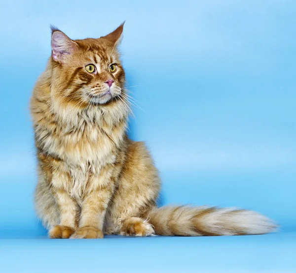 Maine Coon Cat Blue Background — Stock Photo, Image