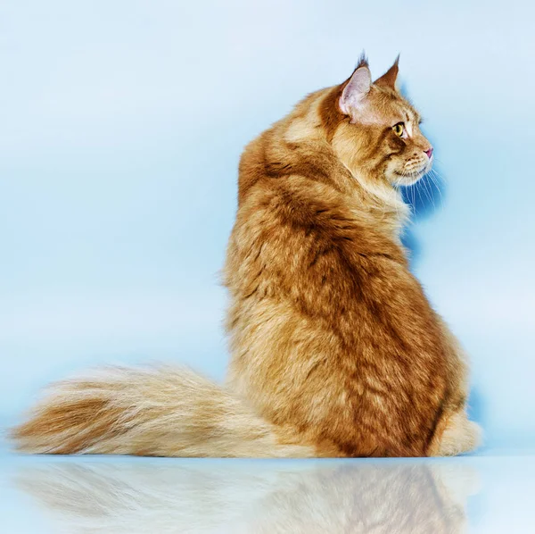 Maine Coon Cat Blue Background — Stock Photo, Image