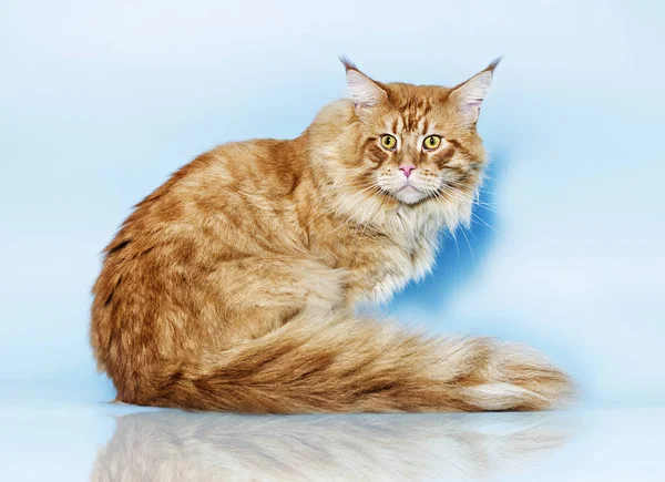 Maine Coon Cat Blue Background — Stock Photo, Image