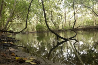 güzel kalın mangroves Nehri üzerinde