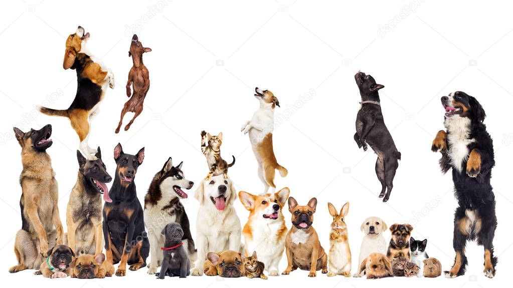 set, group of pets looking at white background