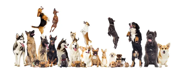 Ställ Gruppen Husdjur Tittar Vit Bakgrund — Stockfoto