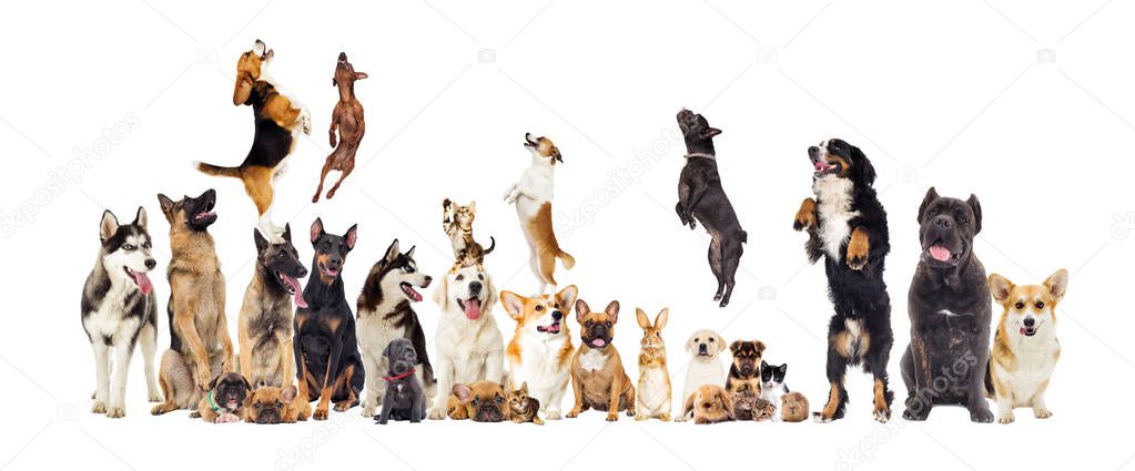 set, group of pets looking at white background