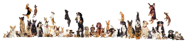 Set Group Pets Looking White Background — Stock Photo, Image