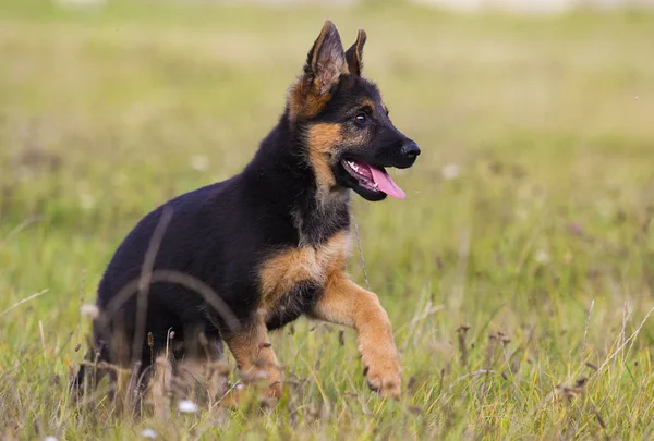 Cachorro Perro Pastor Corriendo Sobre Hierba — Foto de Stock