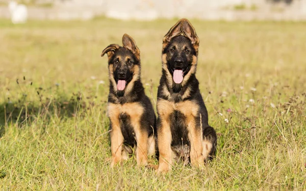 Duitse Herder Pups Het Gras — Stockfoto