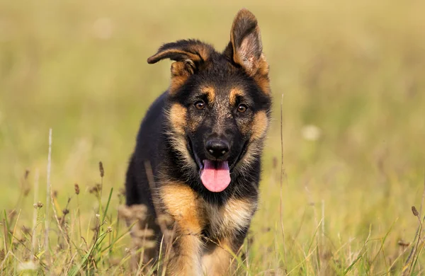 在草地上奔跑的牧羊犬小狗 — 图库照片