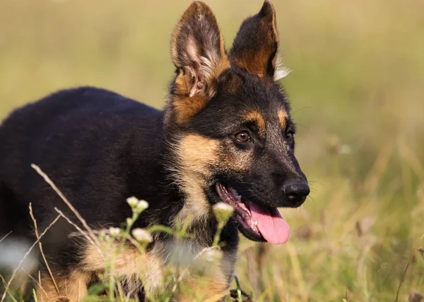 芝生の上を実行している牧羊犬子犬 — ストック写真