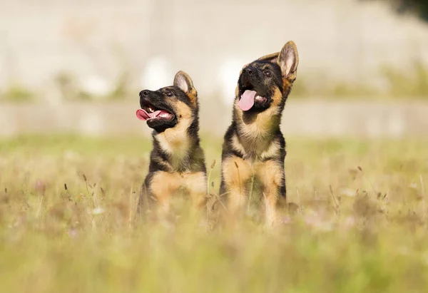 German Shepherd Puppies Grass — Stock Photo, Image