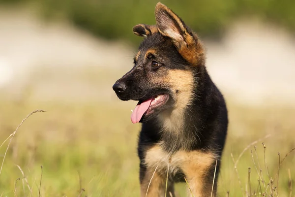 Schäferhund Welpe Blickt Seitlich Ins Gras — Stockfoto