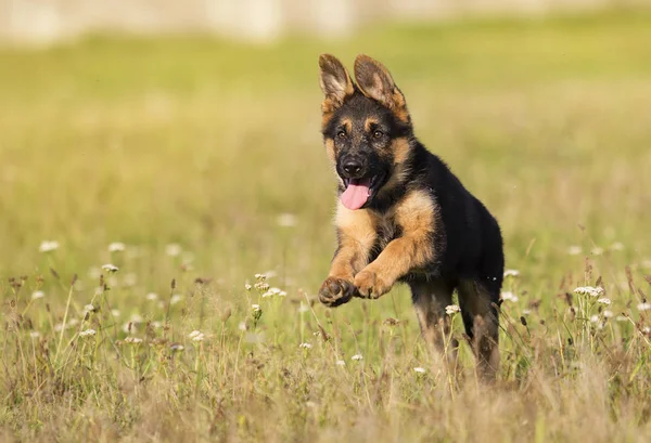 Cachorro Perro Pastor Corriendo Sobre Hierba — Foto de Stock