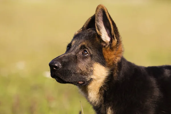 德国牧羊犬小狗在草地上侧身看 — 图库照片