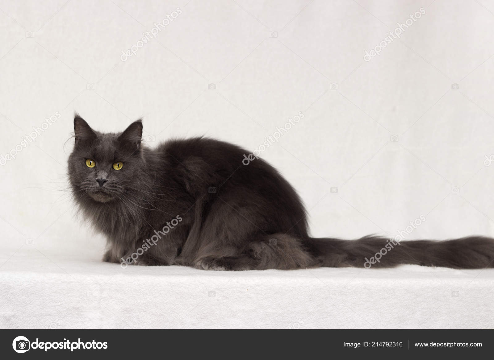 Gray Maine Coon Cat White Background Stock Photo