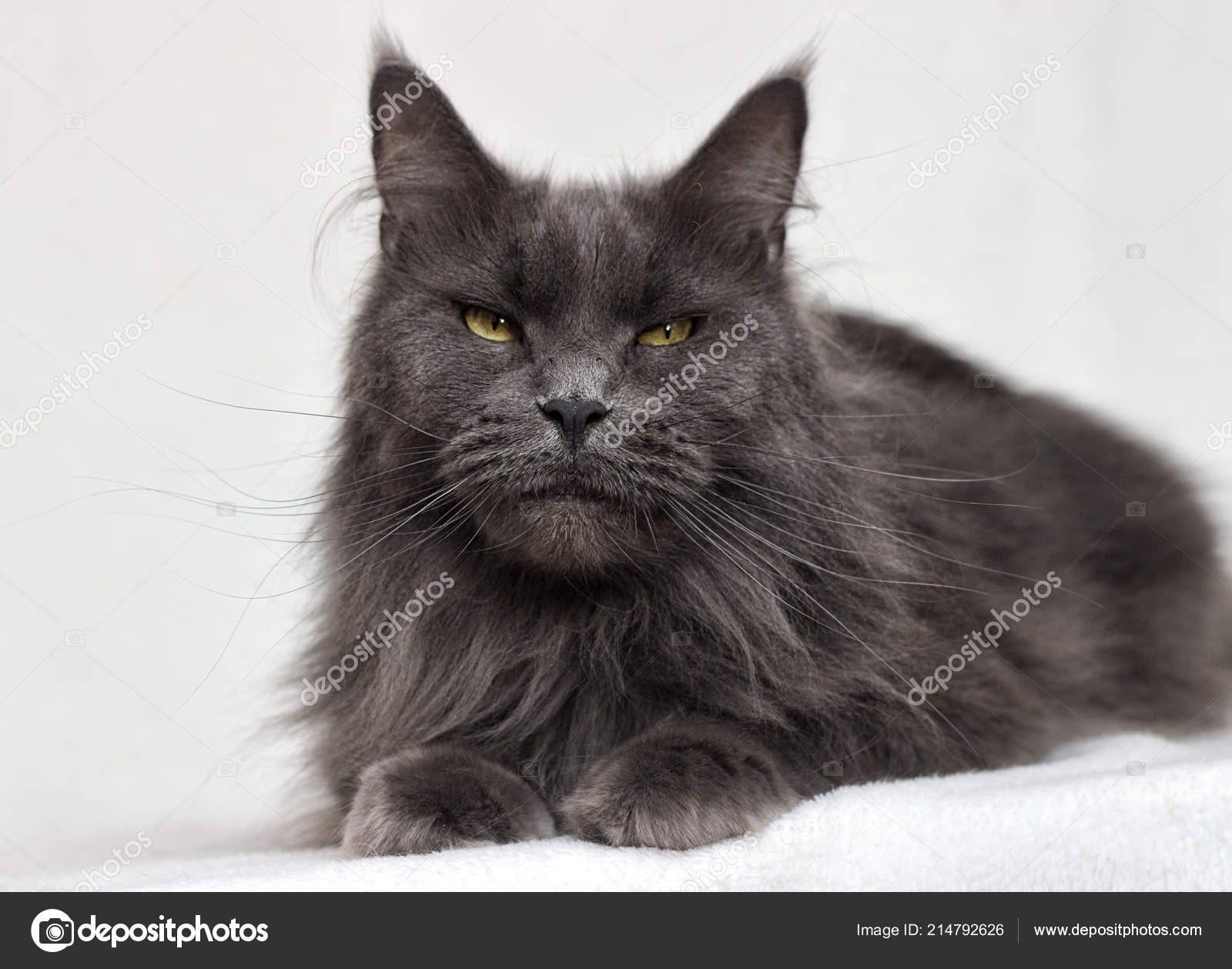 gray coon cat