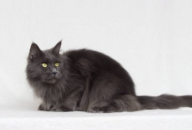 beyaz bir arka planda gri maine coon kedi