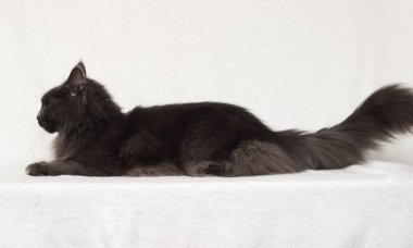 beyaz bir arka planda gri maine coon kedi