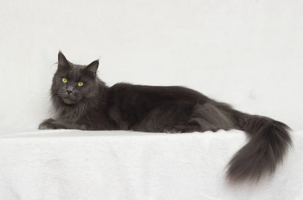 Gray Maine Coon Cat White Background — Stock Photo, Image