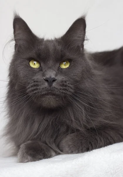 Gris Maine Coon Chat Sur Fond Blanc — Photo