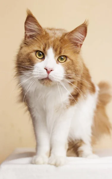 Червоний Дорослих Кіт Породи Мейн Кун — стокове фото
